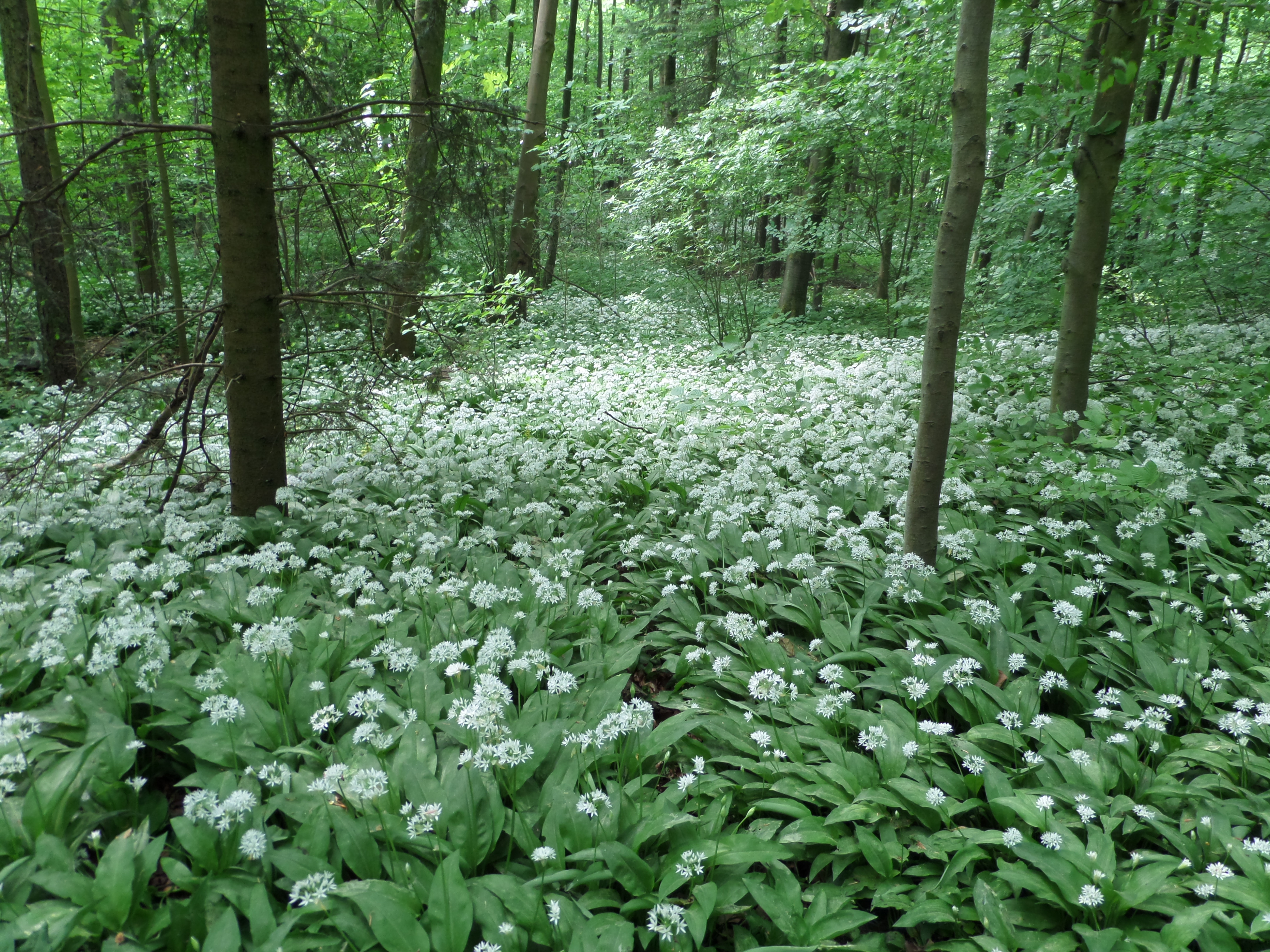 Wald mit blühendem Bärlauch