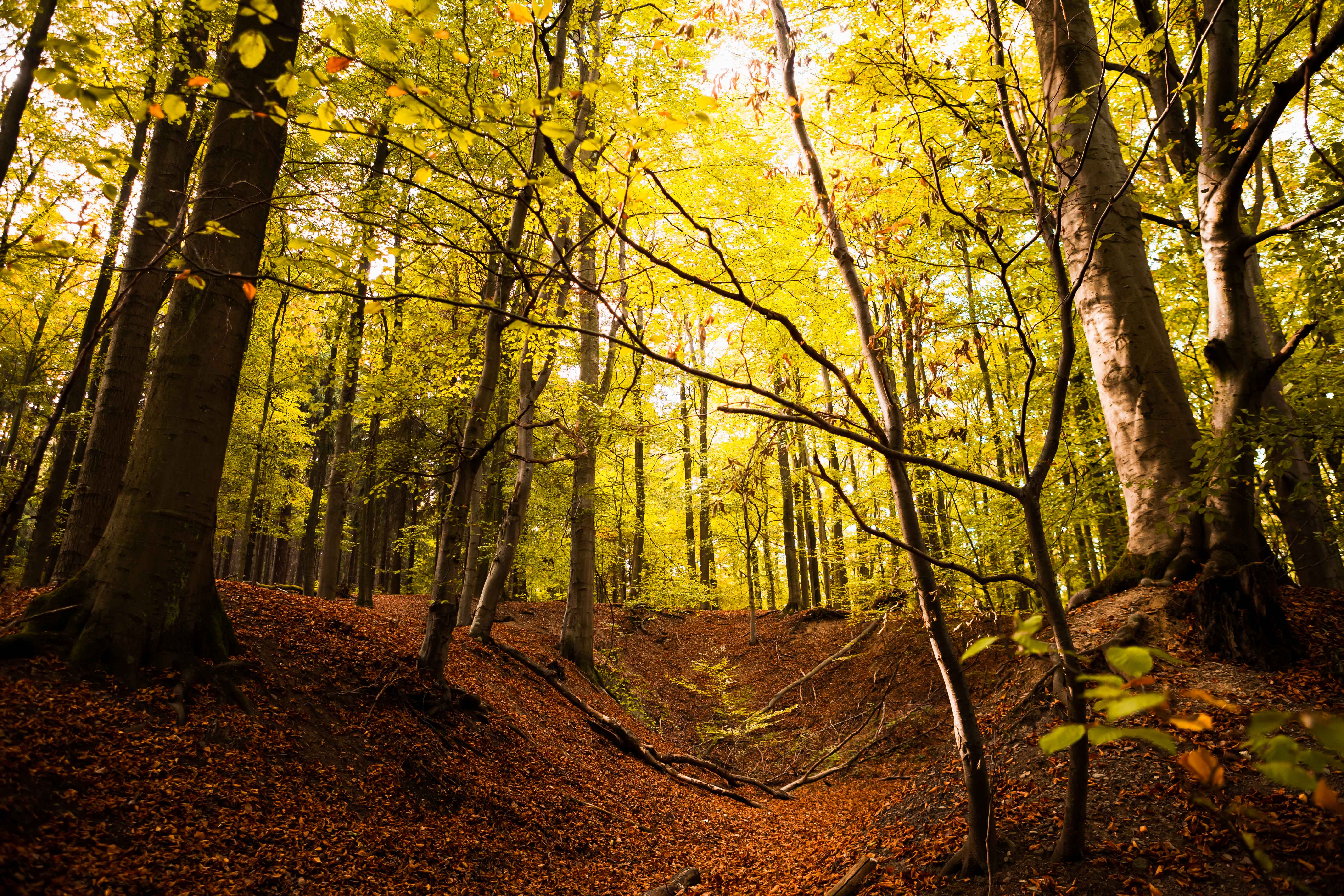 Waldlichtung im Sonnenschein