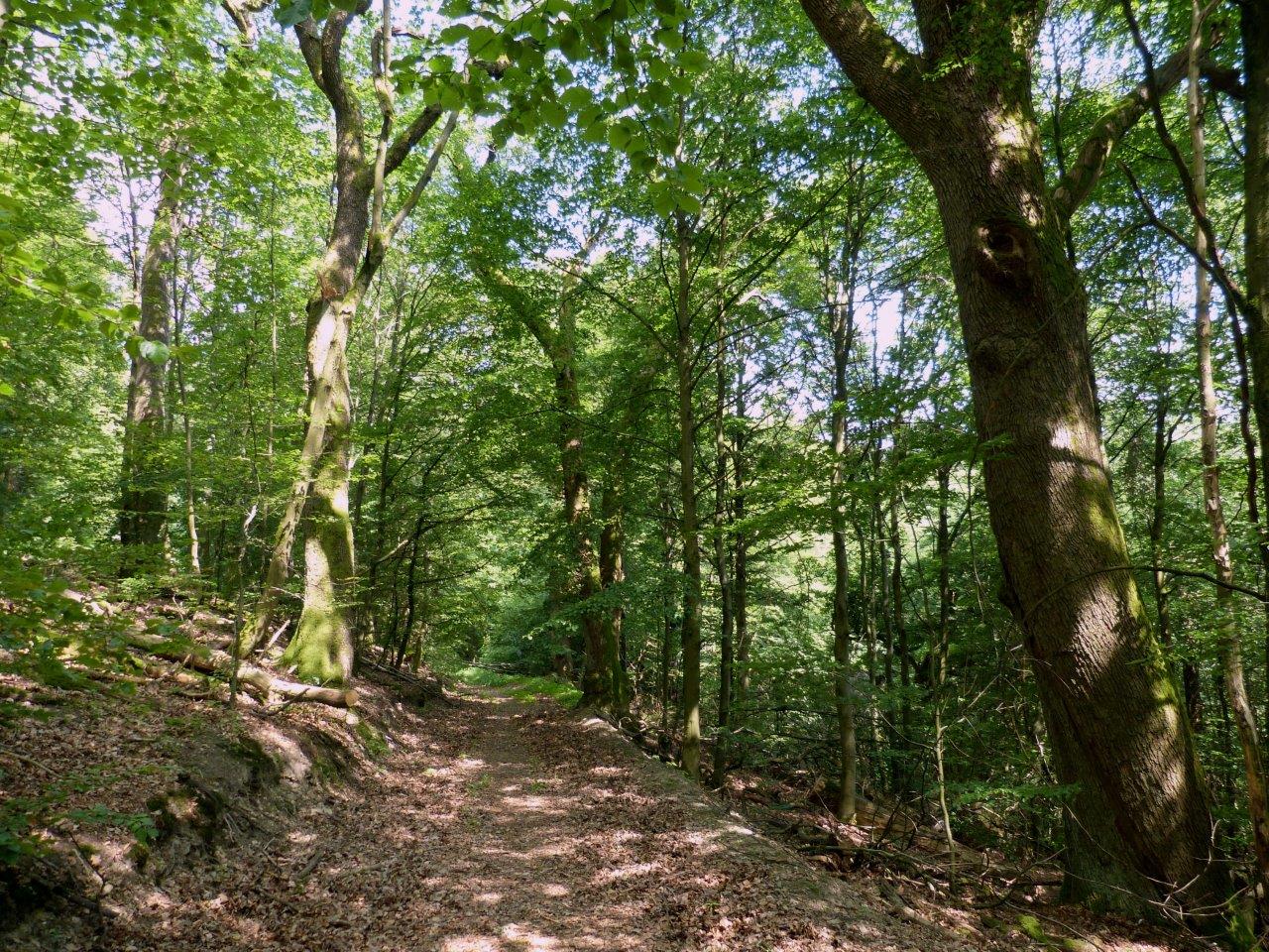 Waldweg mit Bäumen