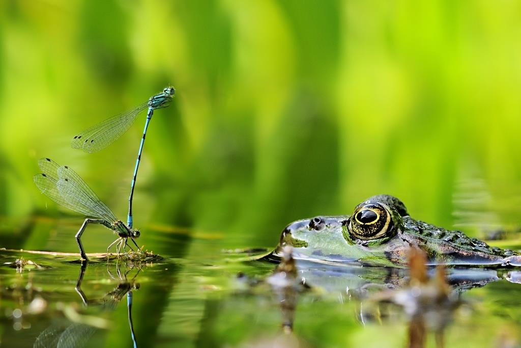 Teichfrosch und Azurjungfer