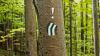 Ausrufezeichen auf Baumstamm gezeichnet